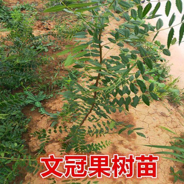 文冠果树苗药用观赏榨油白花红花文冠果苗荒山绿化庭院盆栽包活