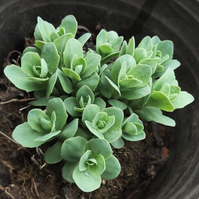 八宝景天 华丽 长药 三七 盆栽花卉 室内花卉 庭院花卉 药物植物