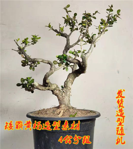 矮霸瓜子黄杨老桩多年生微型盆景