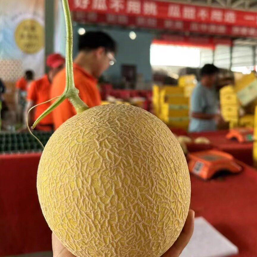 新疆吐鲁番哈密瓜至爱蜜瓜黄皮网纹瓜现摘现发水果原产地发货