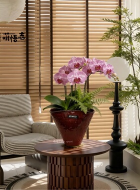 景德镇艺术高脚陶瓷花瓶兰花透气花盆轻奢高级家用客厅蝴蝶兰专用