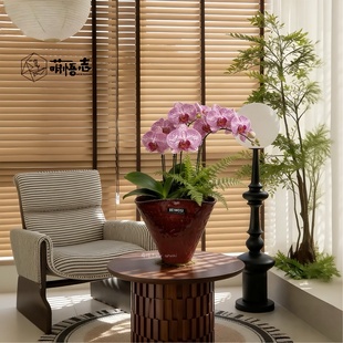 景德镇艺术高脚陶瓷花瓶兰花透气花盆轻奢高级家用客厅蝴蝶兰专用