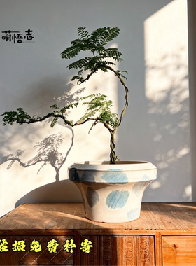 萌悟志 陶瓷花盆 蝴蝶兰圆形 简约透气 白色客厅小花盆 破损补寄