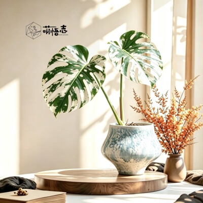 轻奢陶瓷彩釉蝴蝶兰专用花盆