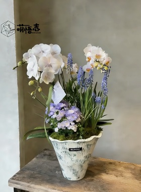 景德镇陶瓷蝴蝶兰花盆轻奢高级异形粗陶大花惠兰拱兰文心兰专用盆