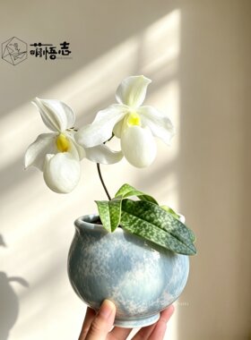 萌悟志欧式轻奢陶瓷多肉花盆