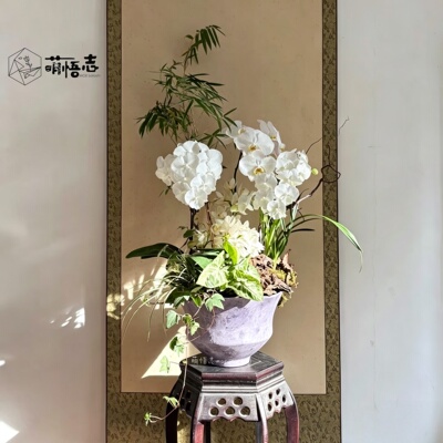 陶瓷轻奢大口径蝴蝶兰专用花盆