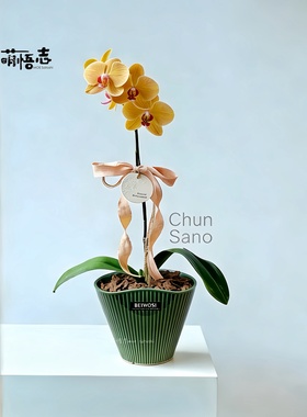 景德镇手捏异形陶瓷花盆兰花盆透气轻奢高级客厅蝴蝶兰流泉枫专用