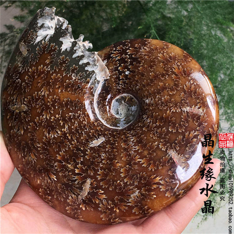 马达加斯加天然玉化螺菊石螺