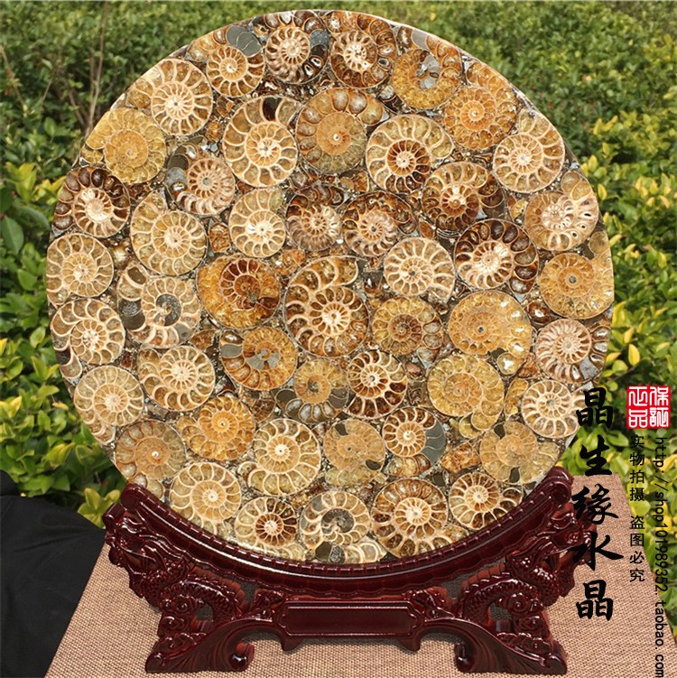 精品马达加斯加玉化螺化石螺盘摆件观赏把玩收藏矿物奇品
