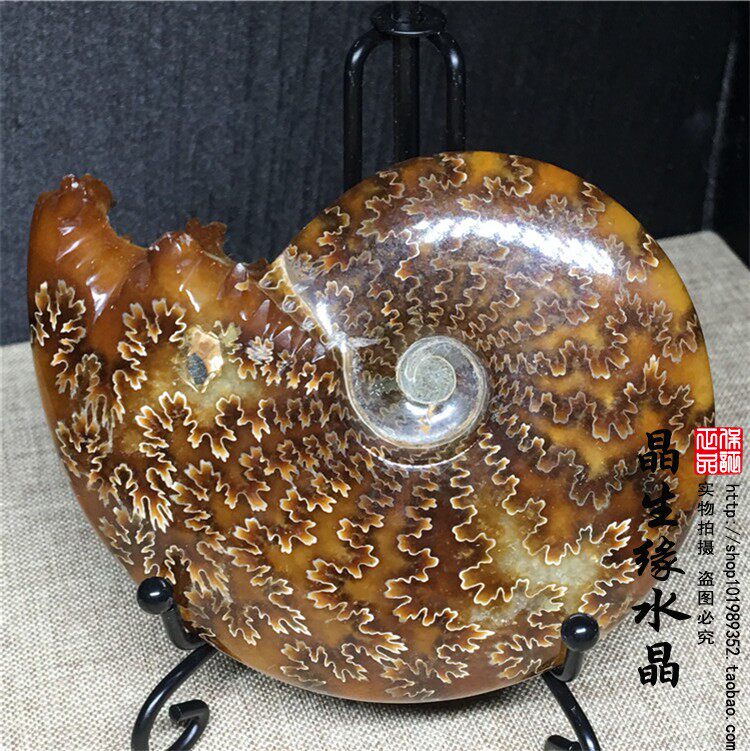 天然海螺化石 雕嘴玉化螺 菊螺 摆件螺实物图184克