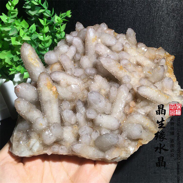 天然南非仙人掌水晶矿物晶