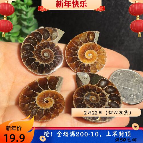 天然螺开片化石标本实物图一组