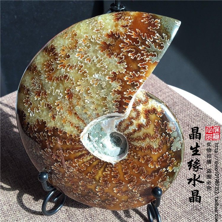 马达加斯加古生物化石玉化螺菊花螺摆件矿标收藏实物图