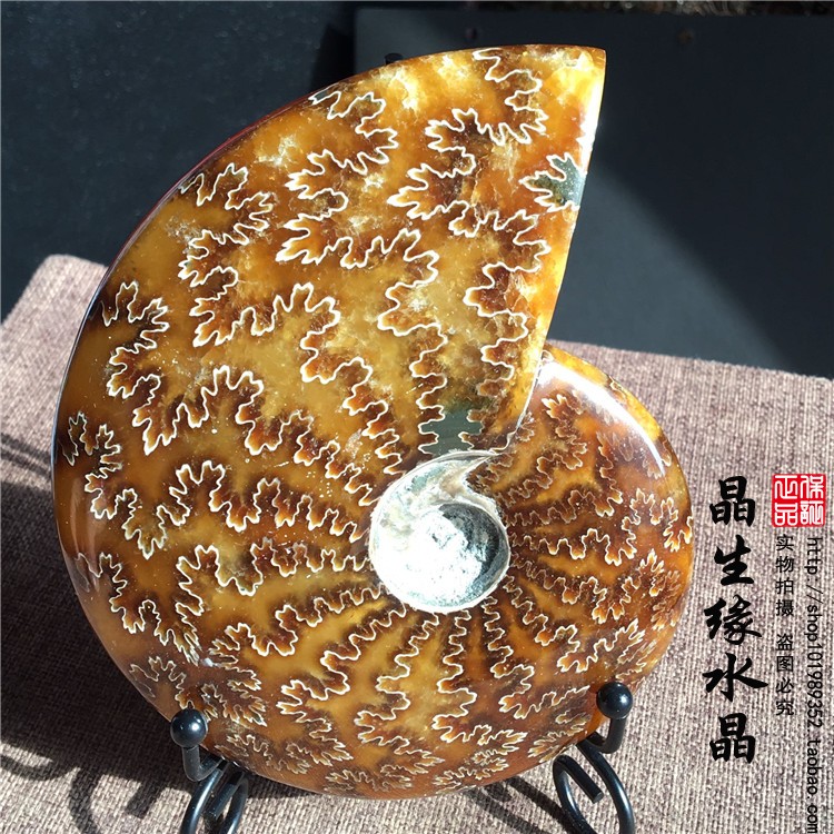 马达加斯加古生物化石玉化螺菊花螺摆件矿标收藏实物图15厘米