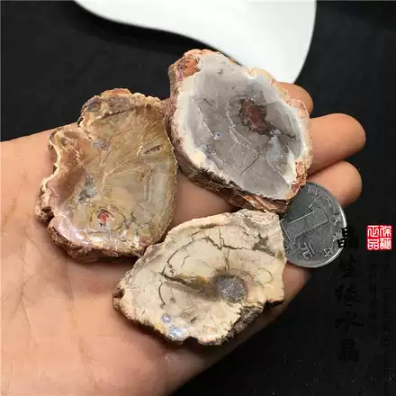 天然木化石矿石摆件片状树化石复古风装饰矿物标本实物图多款可选