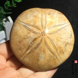 天然马达加斯加海星化石标本收藏石实物图多款可选