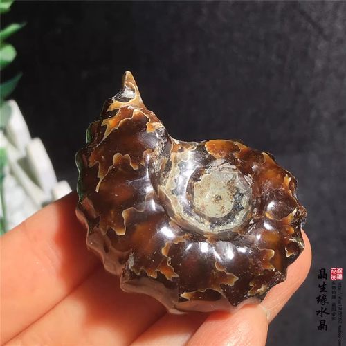 天然羊角螺化石菊石化石原石标本 古生物化石多款可选特价