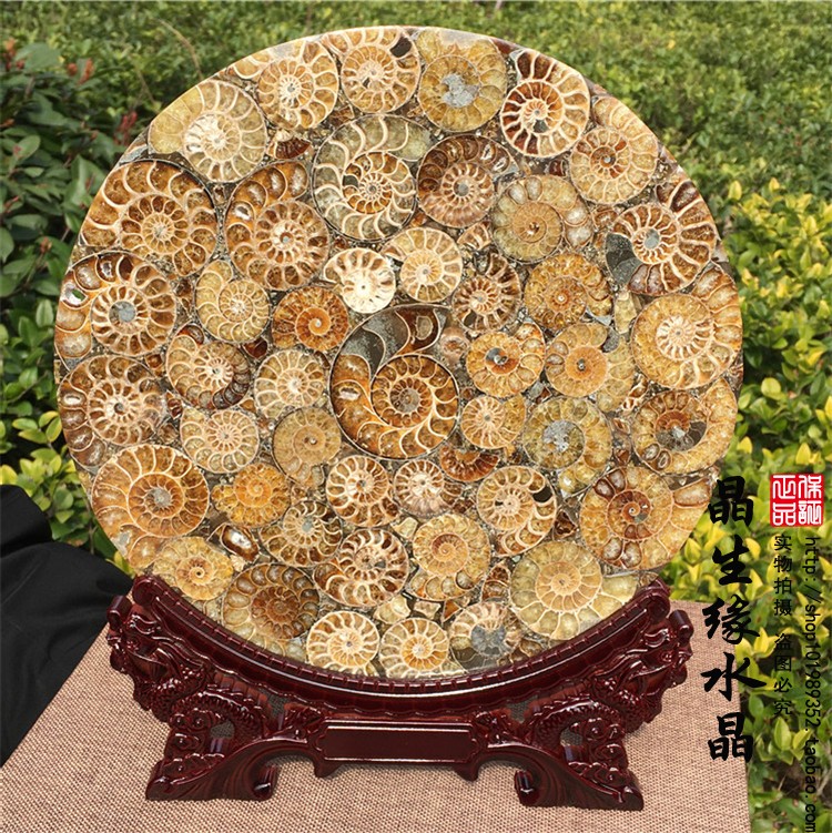 精品天然马达加斯加玉化螺化石螺盘摆件把玩收藏矿物奇品实物图
