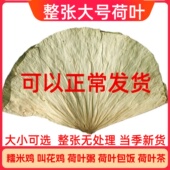 新鲜整张荷叶糯米鸡用荷叶饭叫化鸡专用荷叶大张莲藕叶熬粥荷叶片