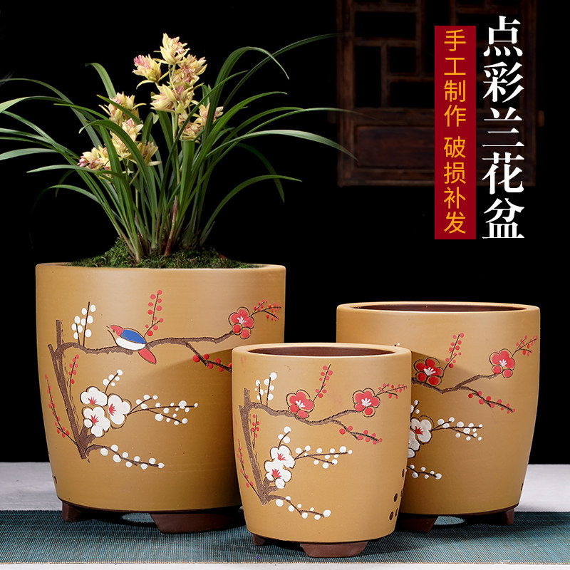 君子兰兰花用紫砂花盆