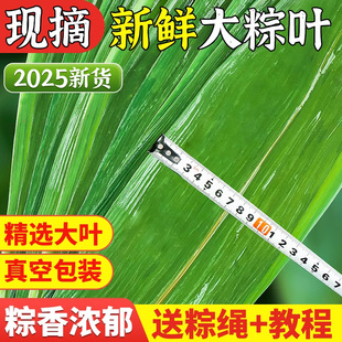 粽叶新鲜粽子叶大号鲜芦苇正宗天然农家广西箬竹叶包野生批发老式