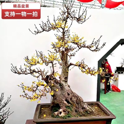 一物一拍素心腊梅花中大型盆景老桩红梅绿梅乌梅耐寒素心腊梅盆栽