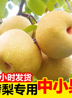烤梨专用梨子安徽砀山梨小梨现摘梨膏用梨水果梨脆甜酥梨整箱包邮