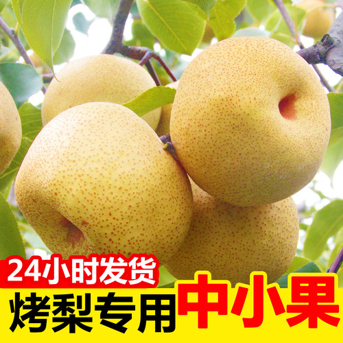 烤梨店梨膏专用梨批发零售