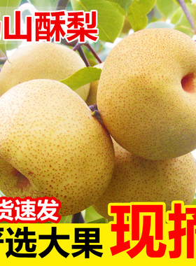 正宗酥梨砀山梨脆甜10斤现摘梨子香梨雪梨应季水果梨新鲜整箱包邮