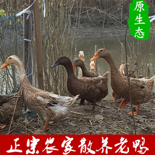 洪泽湖农家散养新鲜现杀土鸭老母鸭公鸭水鸭麻鸭鸭肉煲汤顺丰包邮