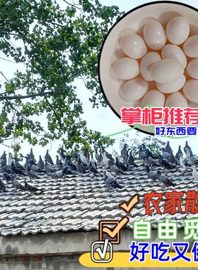 农家散养自由觅食新鲜鸽子蛋