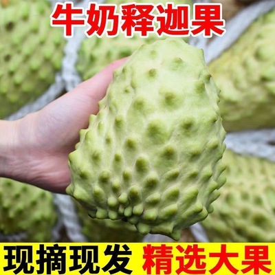 当季水果新鲜现摘大果包邮