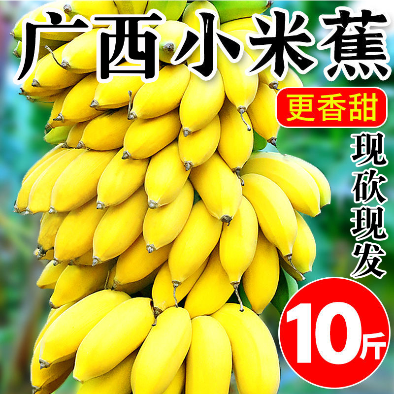 小米蕉苹果蕉现砍现发不催熟