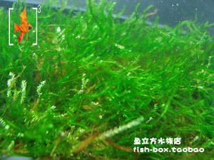 火焰莫丝 8*8装 莫斯/moss 观赏水草