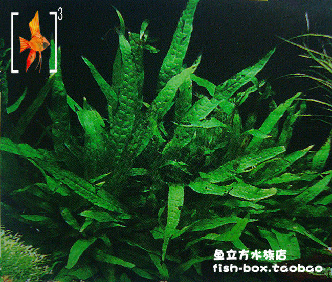 铁皇冠/迷你铁皇冠 阔叶铁皇冠(后景草)入门观赏水草