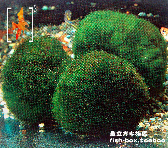 绿毛藻 各种规格 绿澡石球片木 虾缸