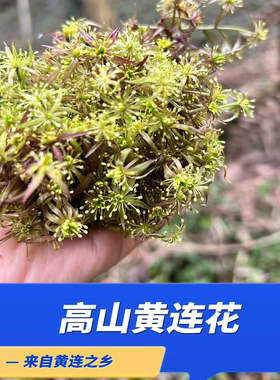深山黄连花干品黄莲重庆石柱黄水黄连之乡黄连花茶100克泡茶