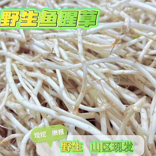 高山野生鱼腥草嫩根新鲜现挖折耳根节节根洗净蔬菜凉拌炒菜现发