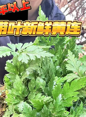 黄连之乡深山现挖半野生带叶新鲜黄连250克中药材5年以上鸡爪黄莲