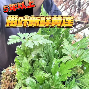 黄连之乡深山现挖半野生带叶新鲜黄连250克中药材5年以上鸡爪黄莲