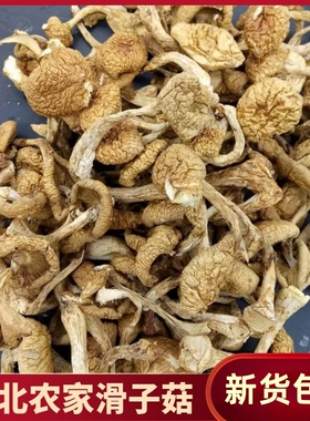 东北特产滑子菇干货500g包邮滑子蘑小鸡炖蘑菇小黄蘑野生蘑菇