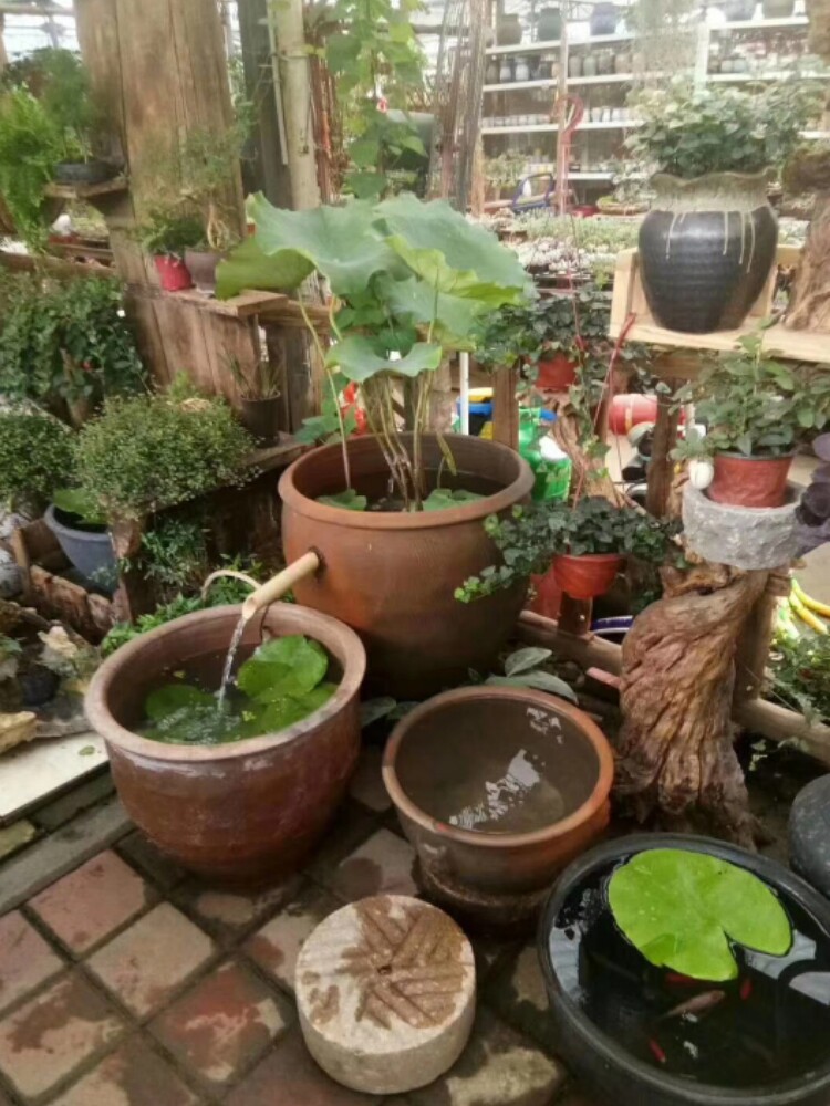 包邮养金鱼缸睡莲荷花碗莲乌龟水缸盆客厅流水摆件大中型土陶泥缸
