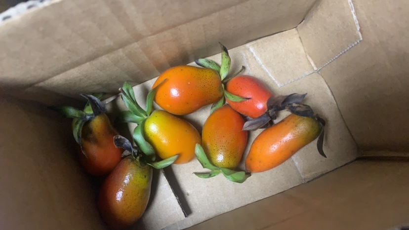 盆景绿植花园植物老鸦柿果子直播间拍小包装 拍2单多发10个梦之雫