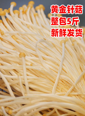 新鲜黄色金针菇火锅食材食用菌蔬菜滑嫩餐饮装5斤包邮
