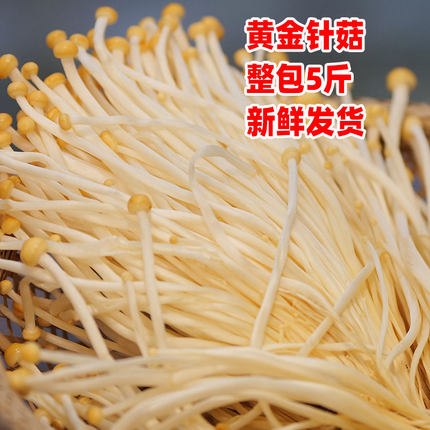 新鲜黄色金针菇火锅食材食用菌蔬菜滑嫩餐饮装5斤包邮