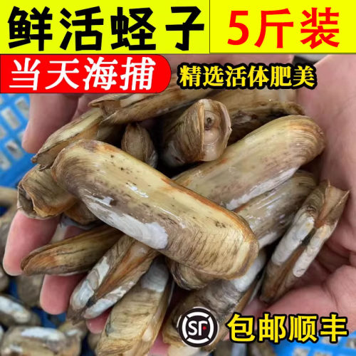 蛏子鲜活海鲜双头蛏美人蛏顺丰
