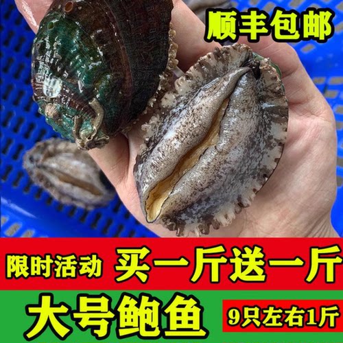 鲜活大鲍鱼顺丰包邮冷链运输