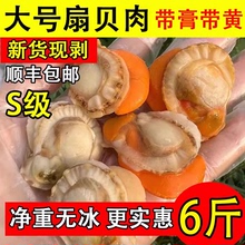 海鲜水产鲜活扇贝肉冷冻新鲜带黄超大个去壳现剥带黄带膏无冰商用