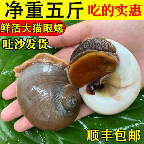 猫眼螺包肥鲜活发货香螺顺丰包邮